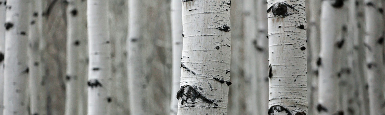 Copse of birches