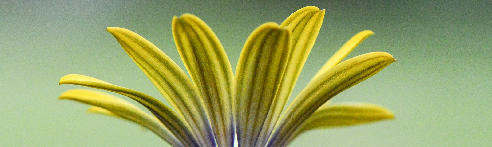 side view of a daisy like flower unfolding it’s petals