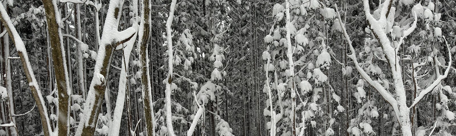 A man with a green bag cover enters a dark cedar forest completely enveloped in snow on Shirotaro-yama, Oguni-machi, Yamagata Prefecture, Japan.