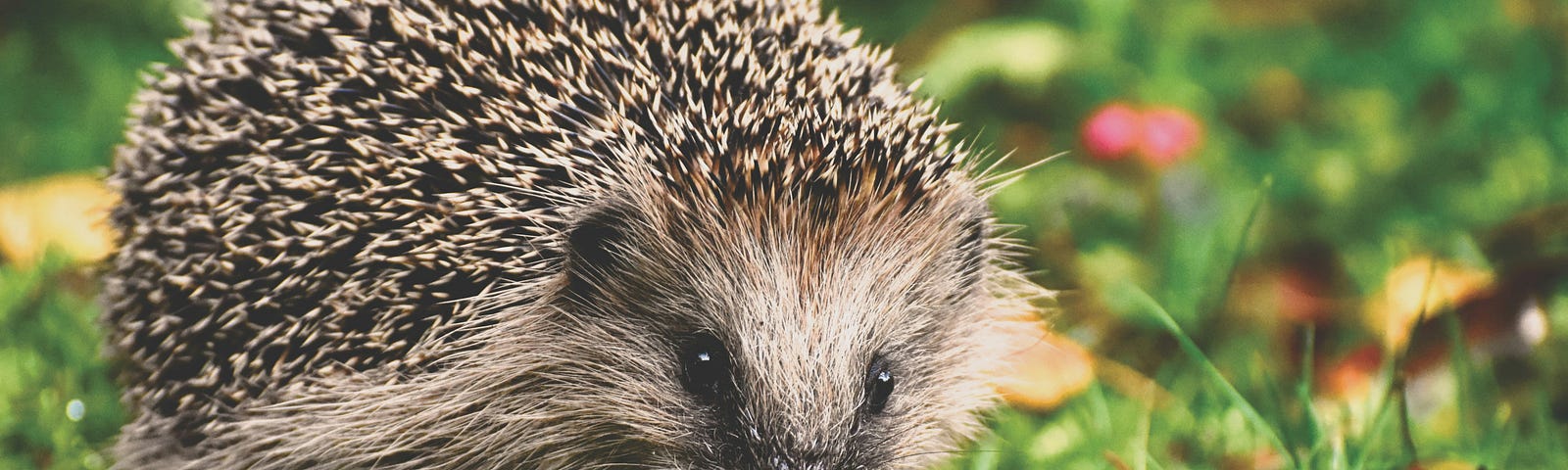 A hedgehog on a grassy area with fallen leaves around it.