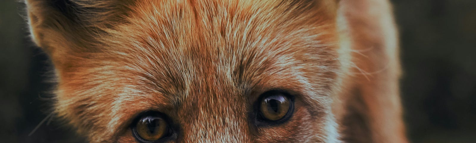 fox peering closely at screen