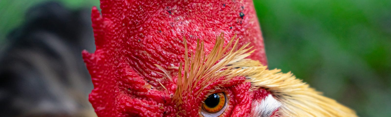 Glaring rooster