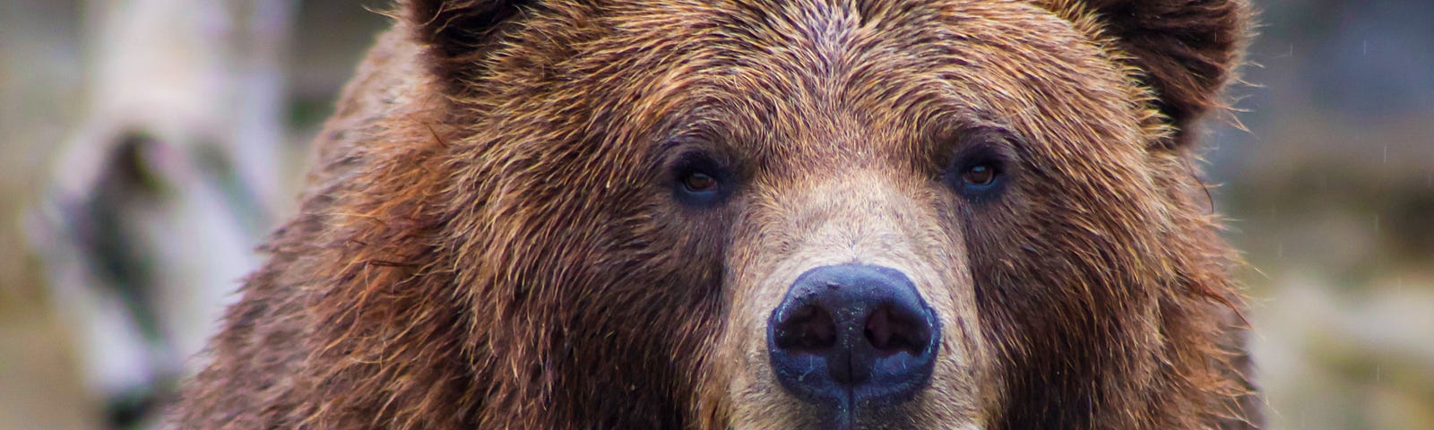 A brown grizzly bear staring at the camera.