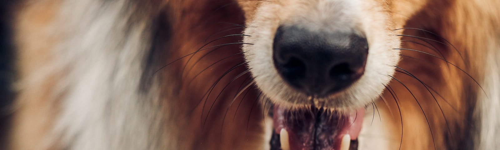 Picture of a Collie dog breed with its mouth open.