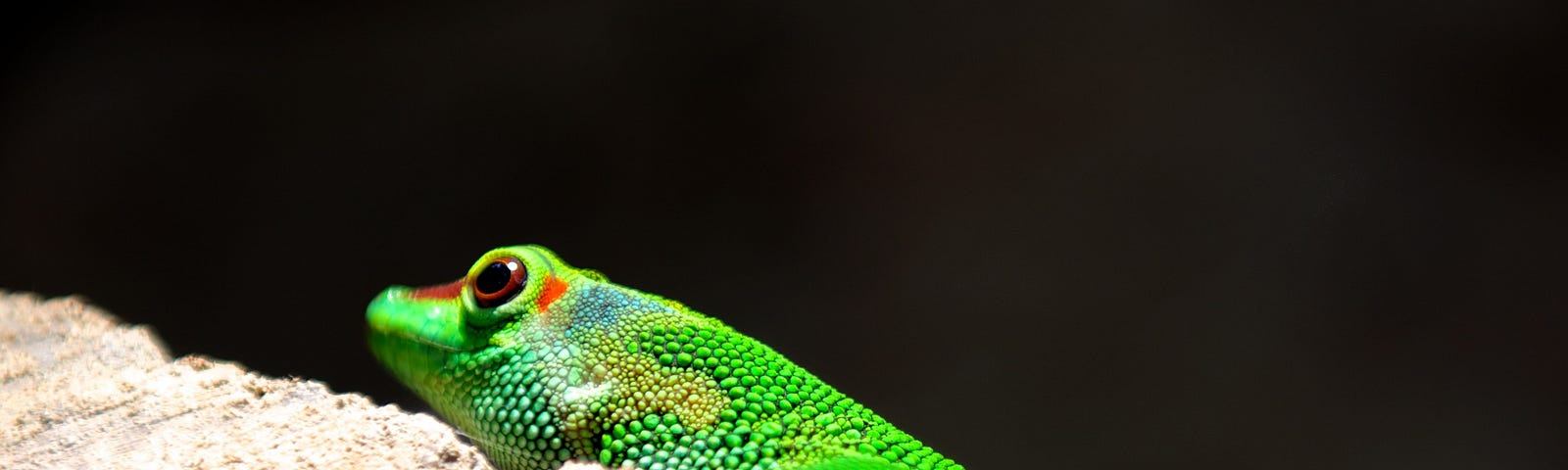 Eyes of the gekko. A bright green gekko close-up, black background.