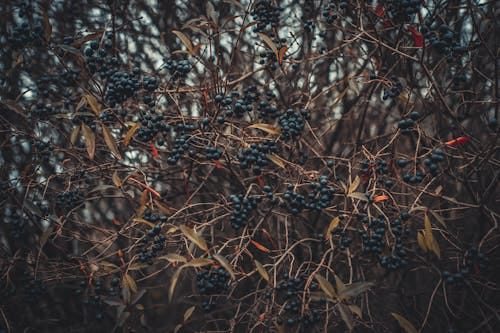 Photo shows dark berries in a brown and deserted wooded area.