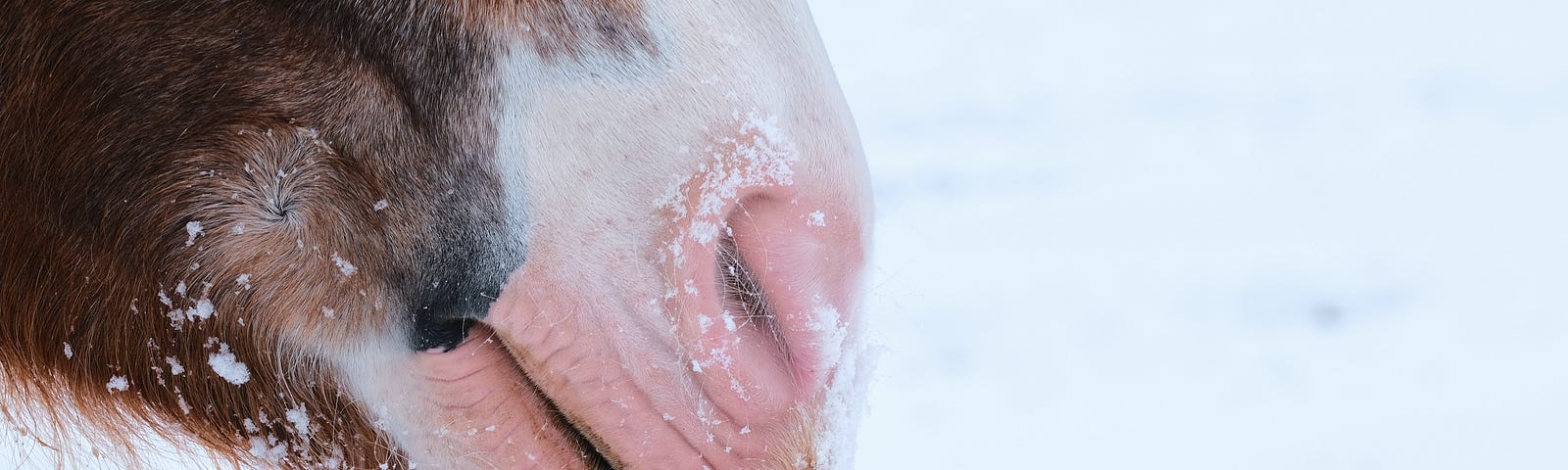A close up of an animal’s pink nose and mouth, against a snowy white background.