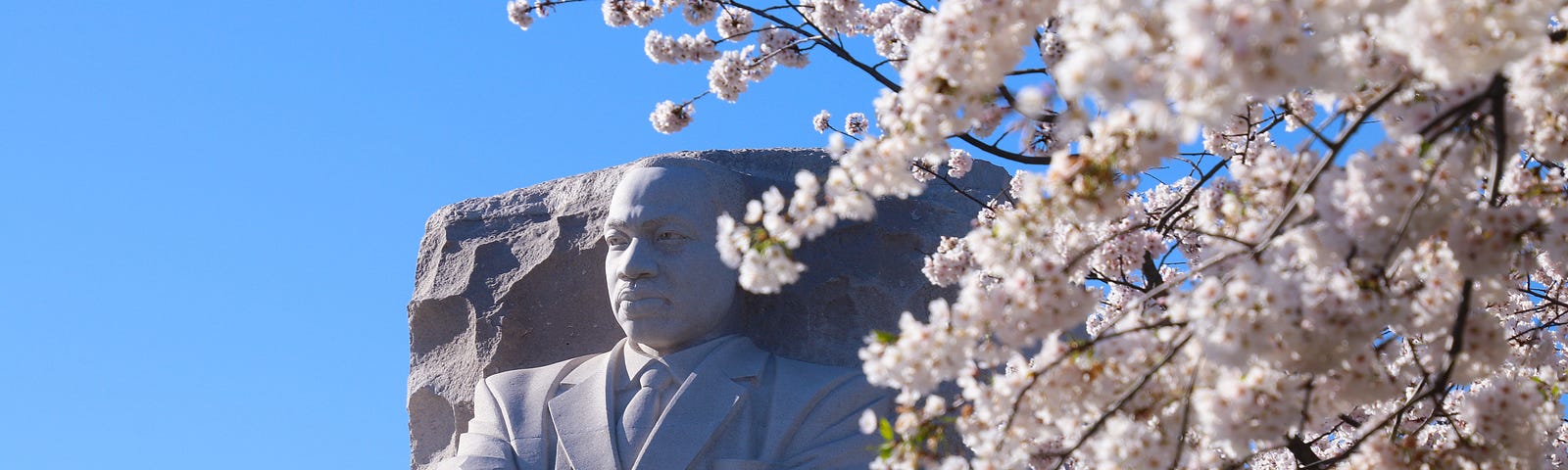 Martin Luther King Jr Memorial with Cherry Blossoms in Washington DC