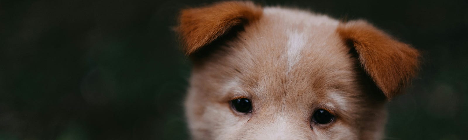 a sweet puppy looks at us, brown ears folded forward, mouth open as if smiling. Just the head and neck are shown.