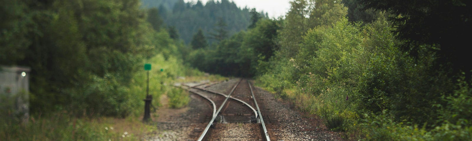 Railroad tracks going into the distance with trees on both sides