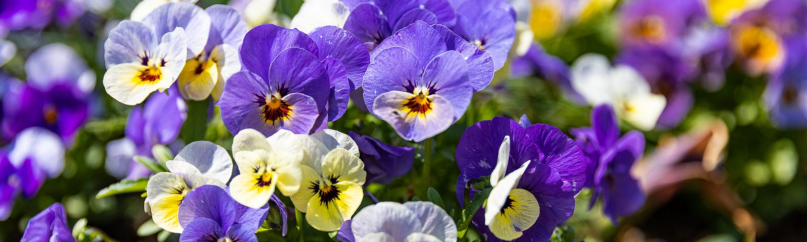 Cluster of violet, white and yellow pansies