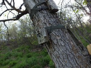 Tricks For Better Results Of Trail Camera