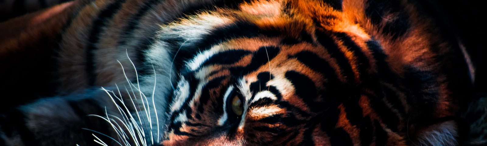 headshot of a tiger, lying on his side