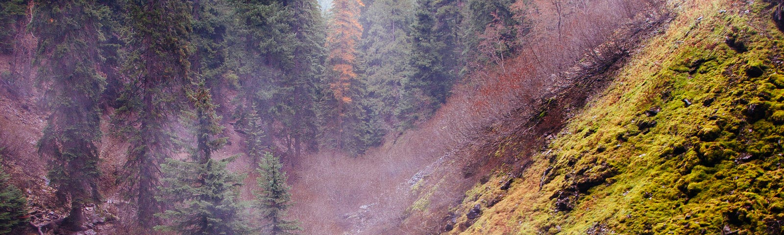 Pine trees and flowing water