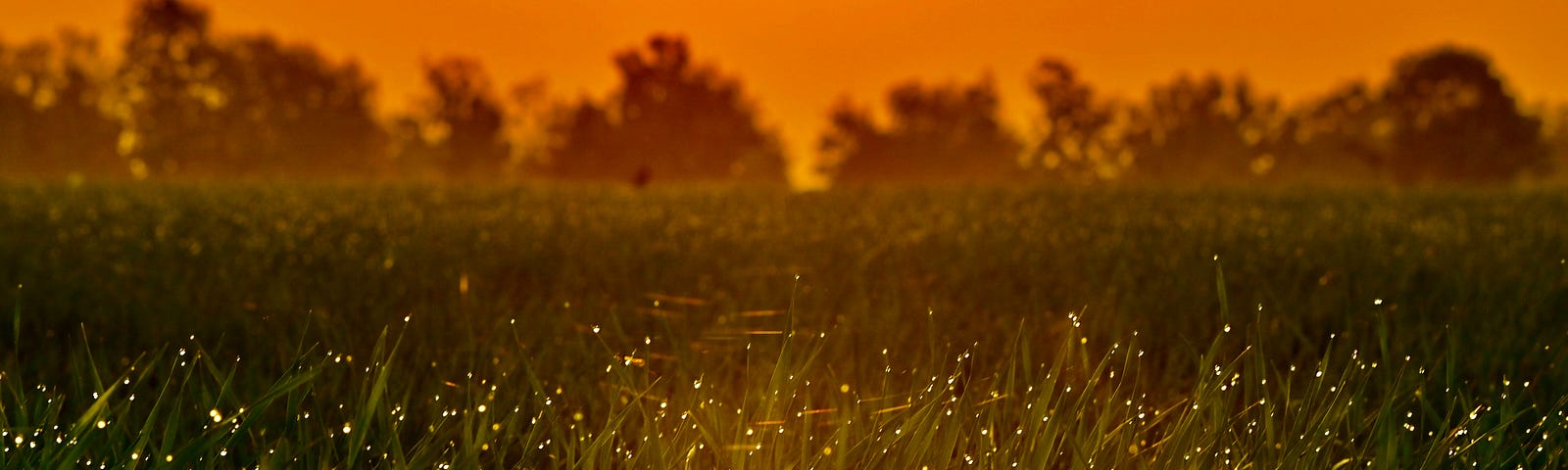 Firefly’s in a field of long grass with an orange sunset in the background