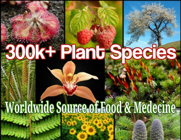 300,000+ Plant species worldwide are particular not only to continents, but to countries, areas, and soils.