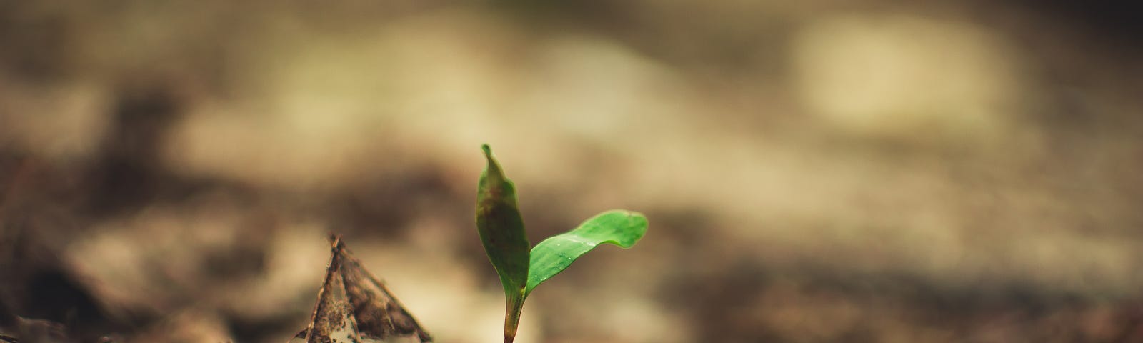 small green plant sprouting up amidst a brown landscape