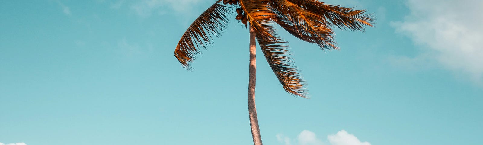 palm trees