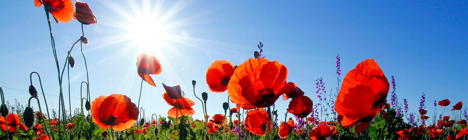 A field of poppies under the sunlit bright blue sky, with other wildflowers.