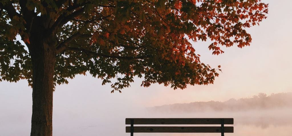 an empty bench under a tree overlooking foggy countryside