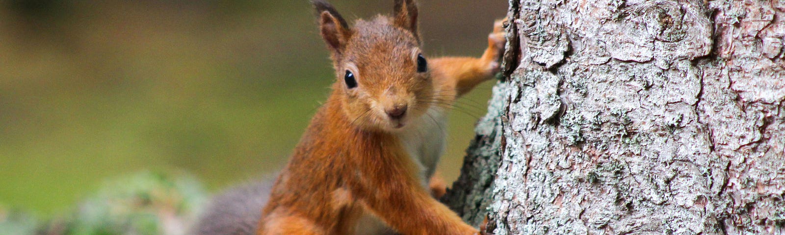 A red squirrel on the side of a tree, close up, looking into the camera