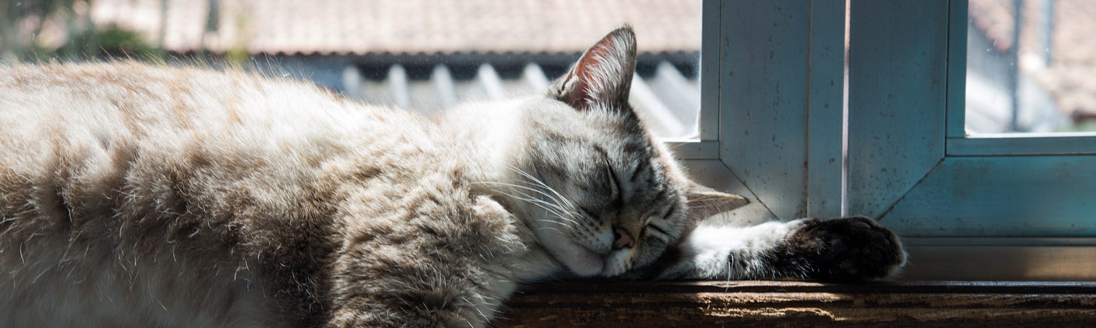 This photo shows a cat sleeping in front of a window.