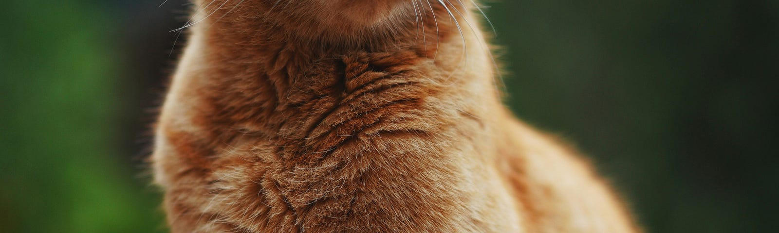 orange cat