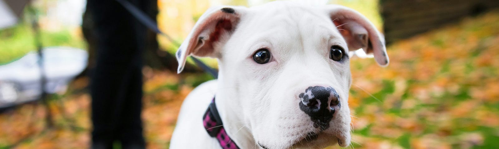 Medium-sized white dog on a leash looking at something in the distance