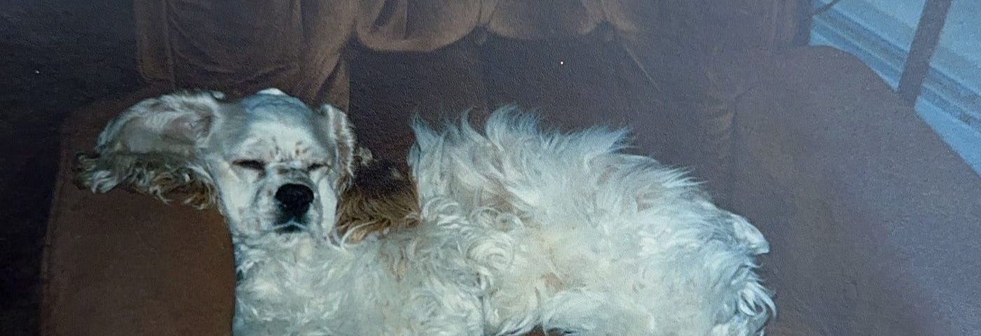 The writer pictures a Cocker Spaniel dog lying in a chair.