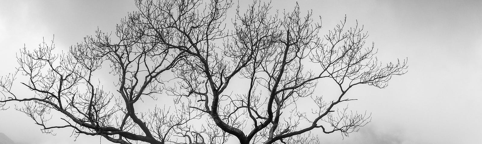A tree in winter.