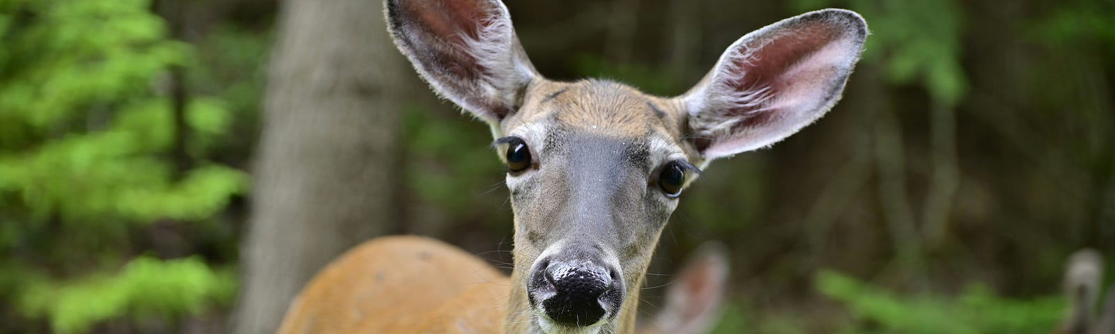 Picture of a deer, pretty much the way she looked when she came out of the woods and saw me.