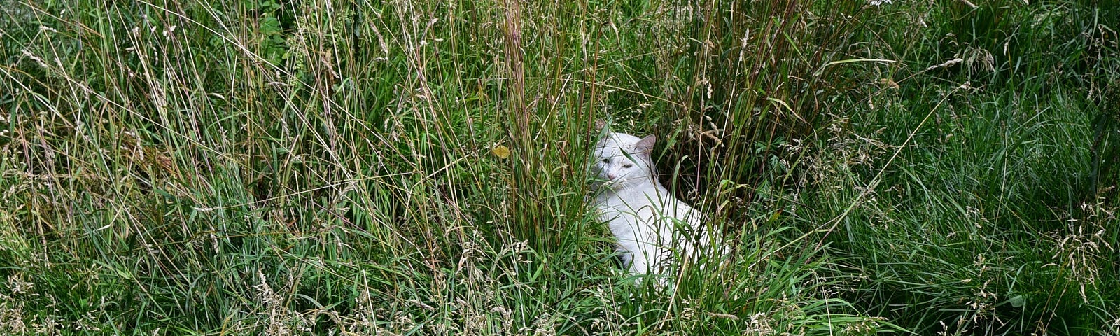 A white kitty in the tall grass with its head looking toward the camera
