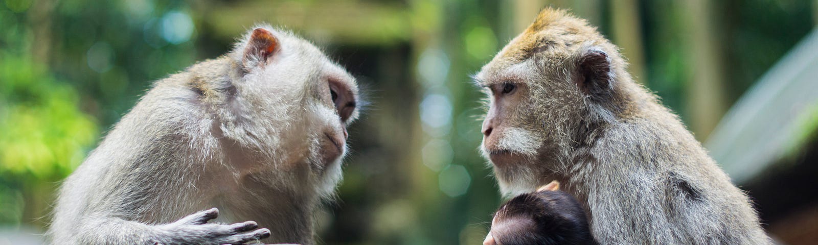 Two Monkeys Talking