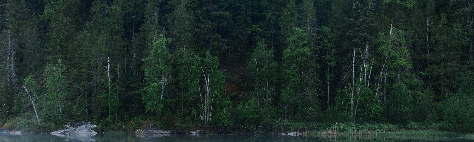 A swimming dock on a still lake in front of a green forest