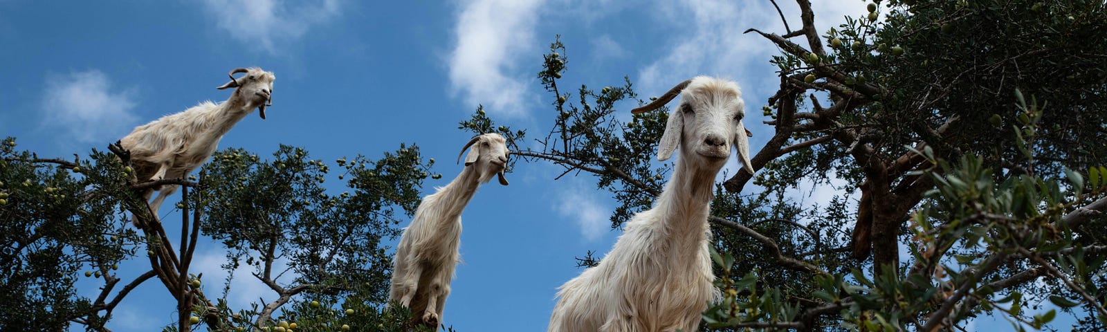 The Goat Squad posing for a photo to go along with their new record album.