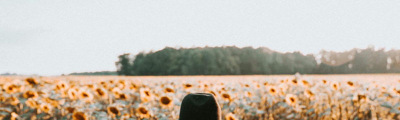 Seen from behind, a woman is looking at a field of sunflowers.