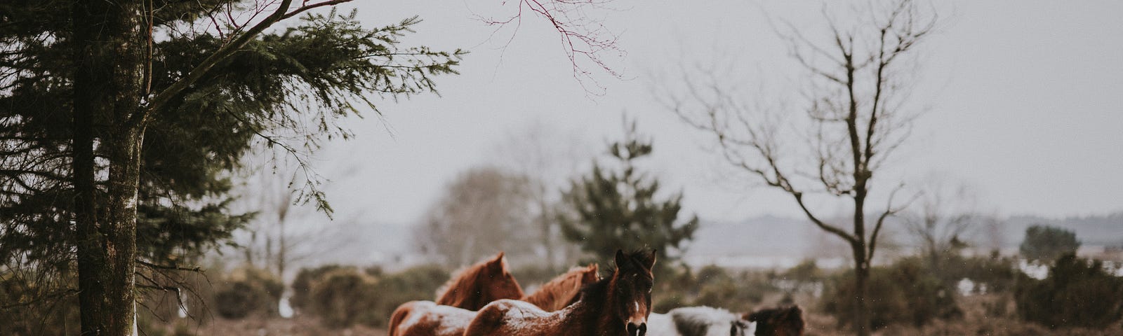 Wild horses on winter range