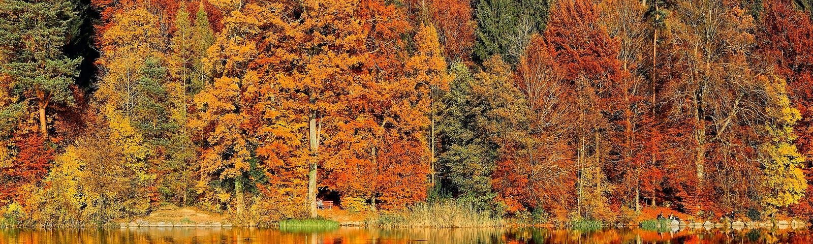 Fall leaves turning colors by lake