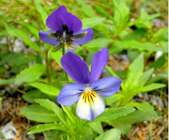 A photograph in color of two tricolor violets with bright green leaves. Around the flowers are some type of ground cover, and a blurred background.