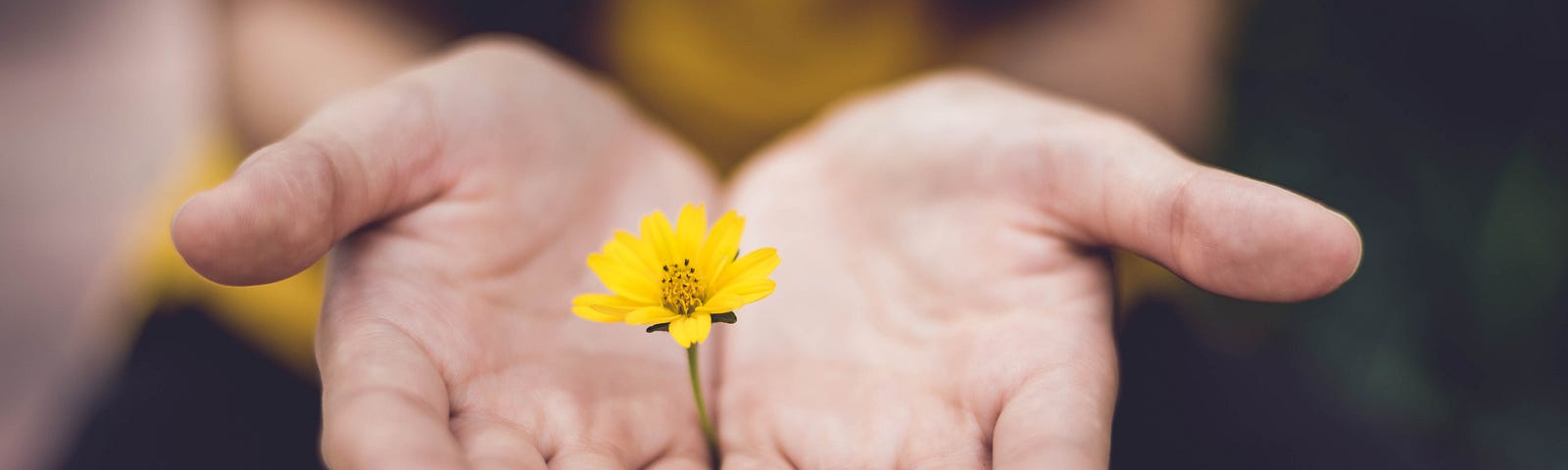 Girl holding a yellow flower on the palm of her hands.