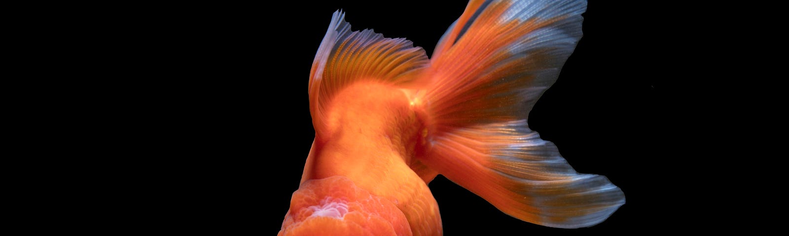 A vibrant goldfish in complete darkness