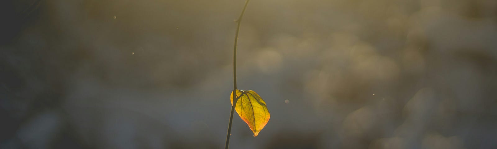 Single leaf on a slender tree branch in the morning sun