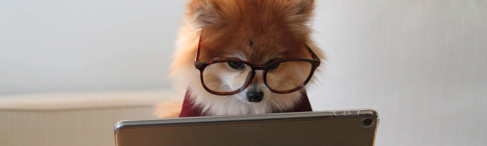 Dog with glasses siting behind table looking at apple Ipad tablet