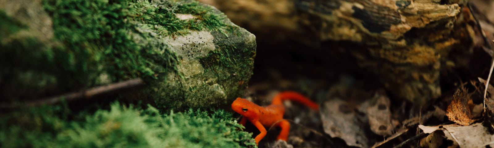 close up color photograph of a tiny orange amphibian on a moss covered rock
