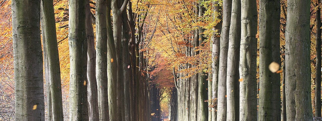 Beech leaves in Autumn