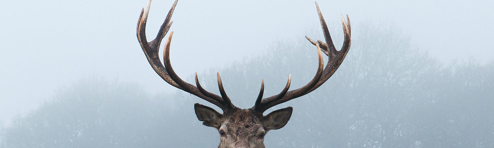 A male deer with antlers looking straight at the camera