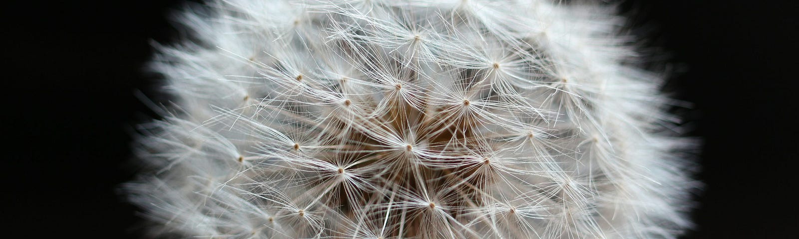 The photograph depicts a dandelion seed cluster with a plan, black background