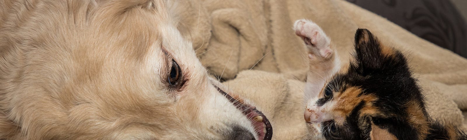 Image of a cat and dog