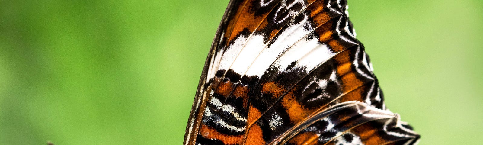 Close shot of a butterfly. Background light green. The butterfly in brown and white tone. Butterfly symbolize the transformation in the here and now.