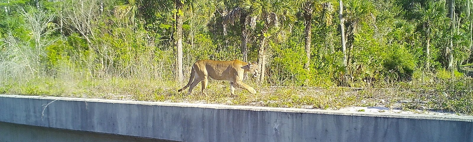 Florida panther crossing underpass